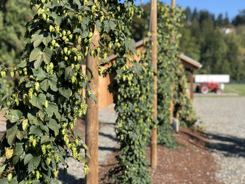 Rows of hop vines hang from poles. 