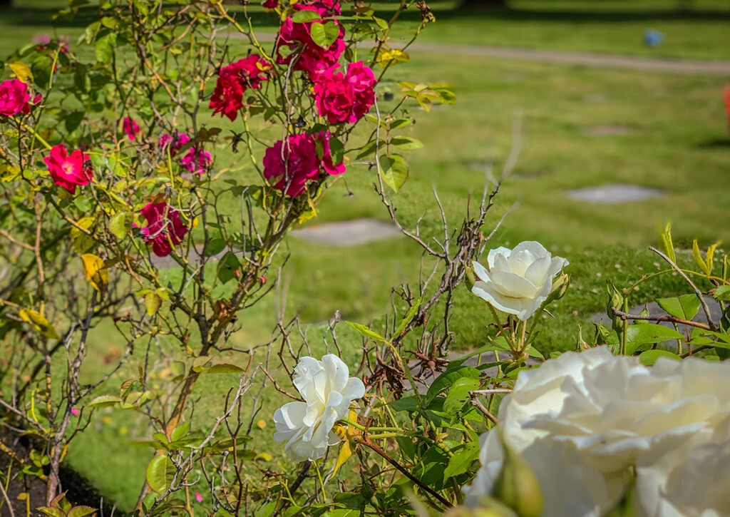 Red and white roses in the foreground with flush markers and grass in the background.